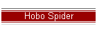 Hobo Spider